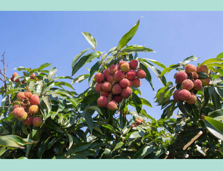 甜蜜无比,火荔无限:海口三门坡镇荔枝入选首批"三品一标"基地